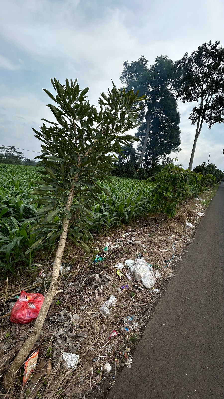 Image Pendukung